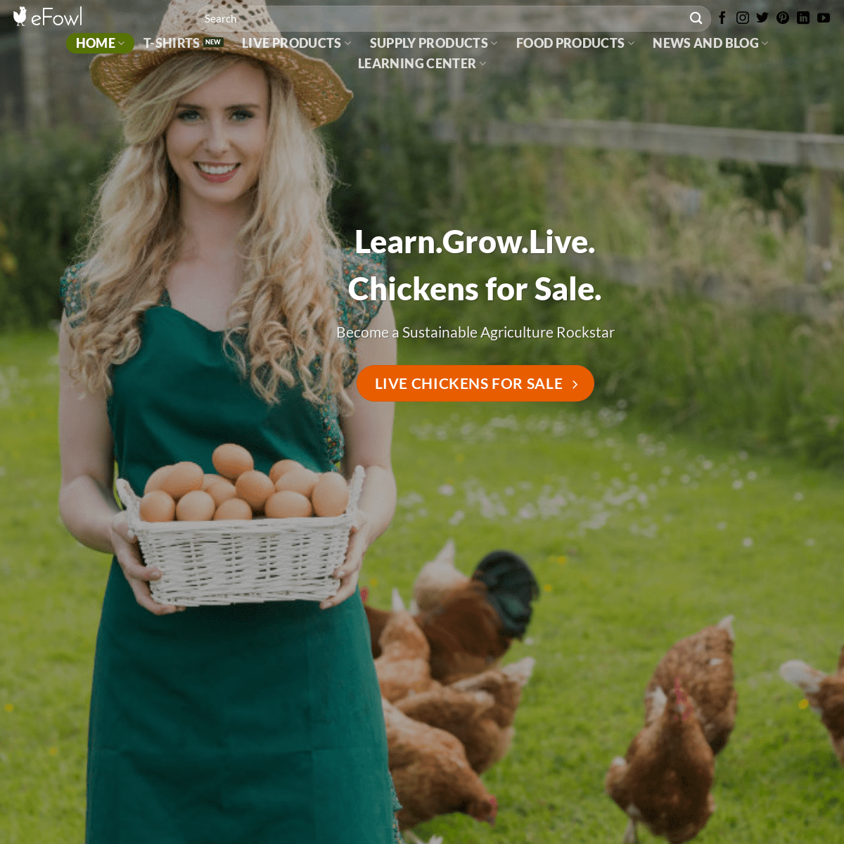 Live Chickens for Sale | Shop, Learn, and Grow Baby Chicks at eFowl