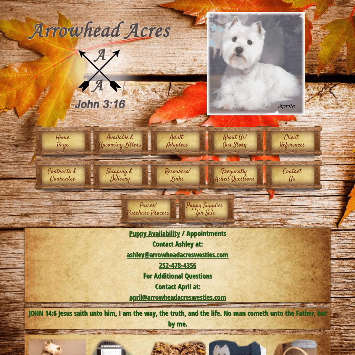 West Highland Terrier Puppies for Sale from Breeder | Arrowhead Acres