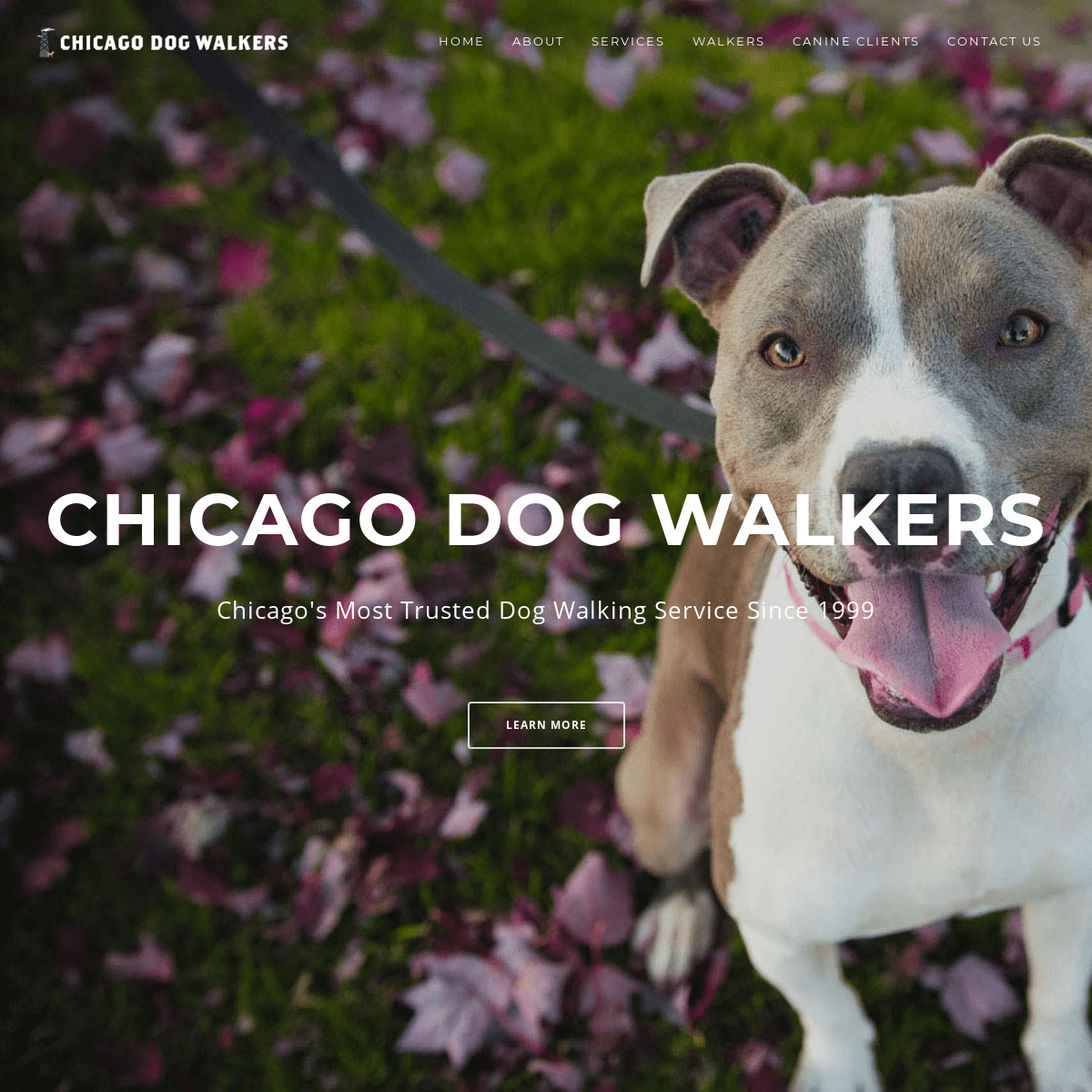 A complete backup of chicago-dogwalkers.com