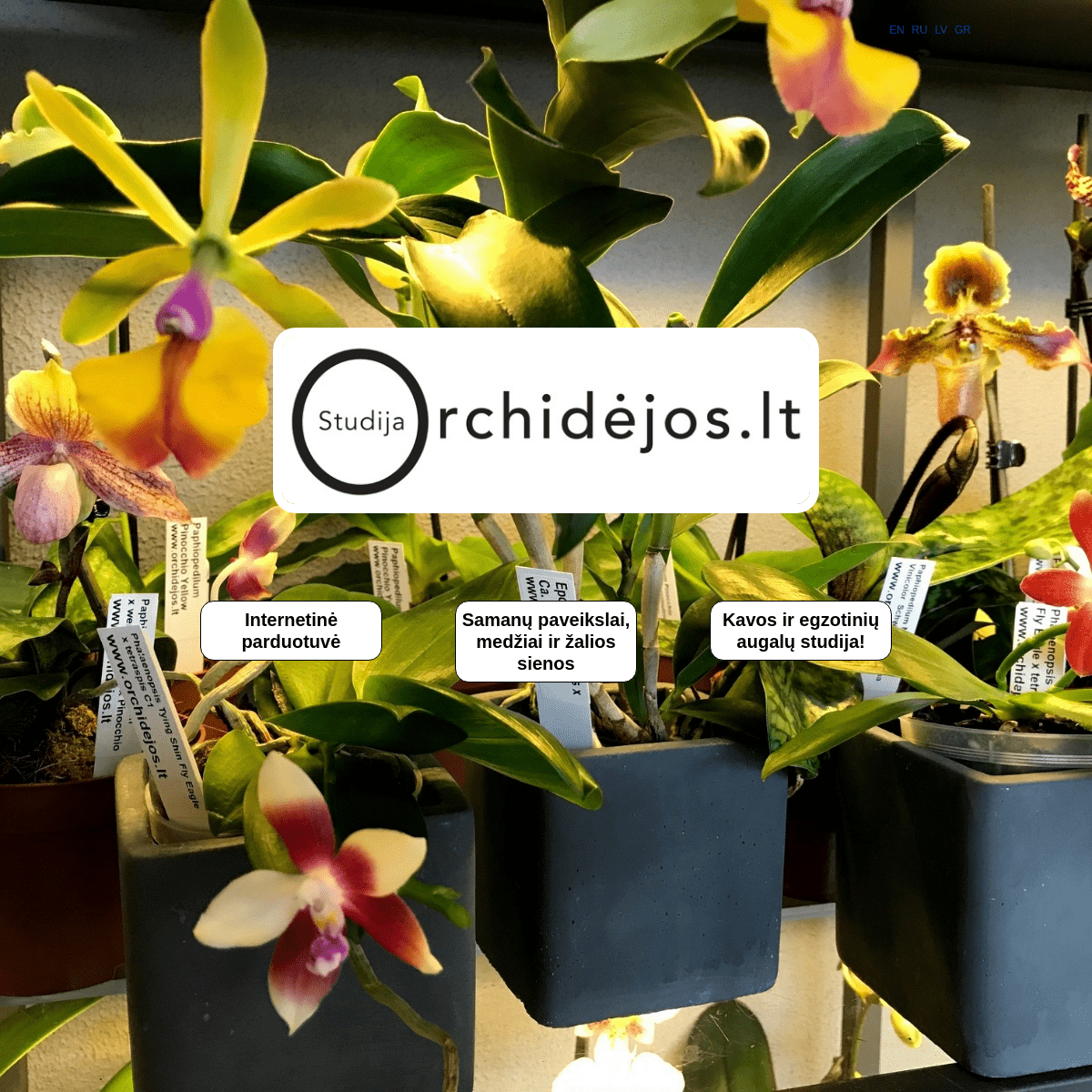 A complete backup of orchidejos.lt
