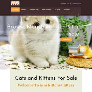 A complete backup of downtownkittens.com