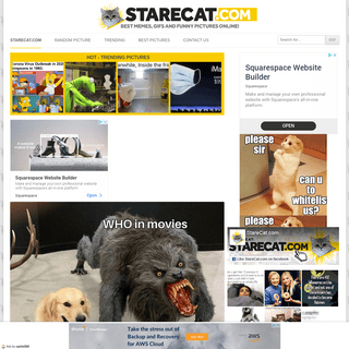 A complete backup of starecat.com