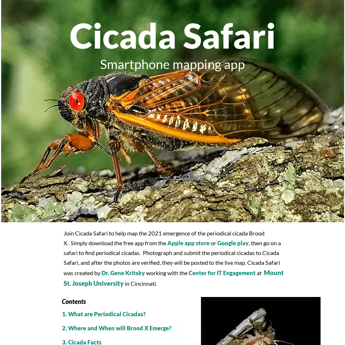 A complete backup of https://cicadasafari.org
